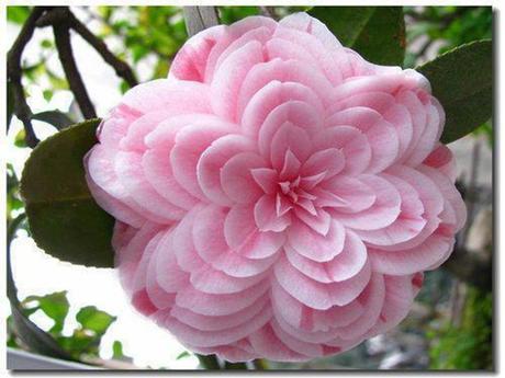 La Nature - Les fleurs les plus belles du monde