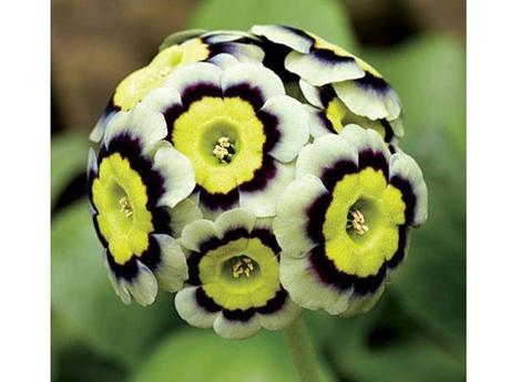 La Nature - Les fleurs les plus belles du monde