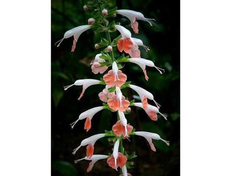 La Nature - Les fleurs les plus belles du monde