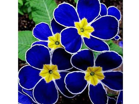 La Nature - Les fleurs les plus belles du monde