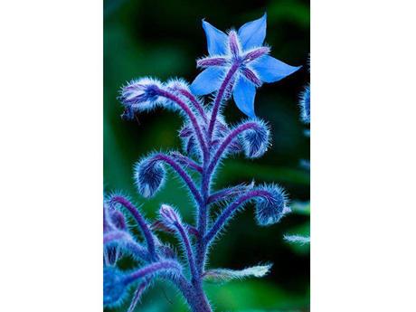 La Nature - Les fleurs les plus belles du monde