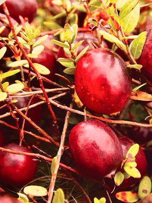 Le Canada - La canneberge