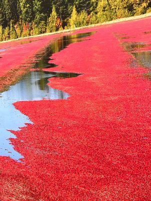 Le Canada - La canneberge
