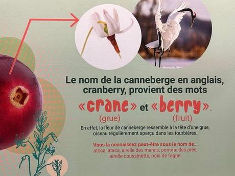 Le Canada - La canneberge