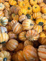 Le Canada - La courgerie