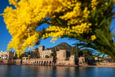 La Côte d’Azur s’éveille chaque hiver dans un éclat doré grâce au mimosa. La Côte d’Azur s’éveille chaque hiver dans un éclat doré grâce au mimosa.