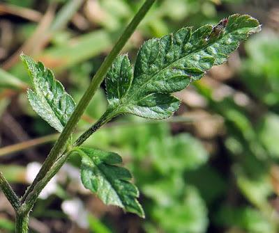 Torilis du Japon (Torilis japonica)