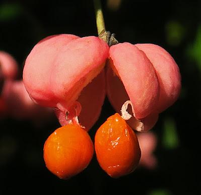 Fusain d'Europe (Euonymus europaeus)