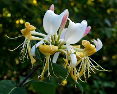 En fleur le 24 octobre