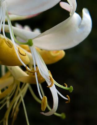 En fleur le 24 octobre