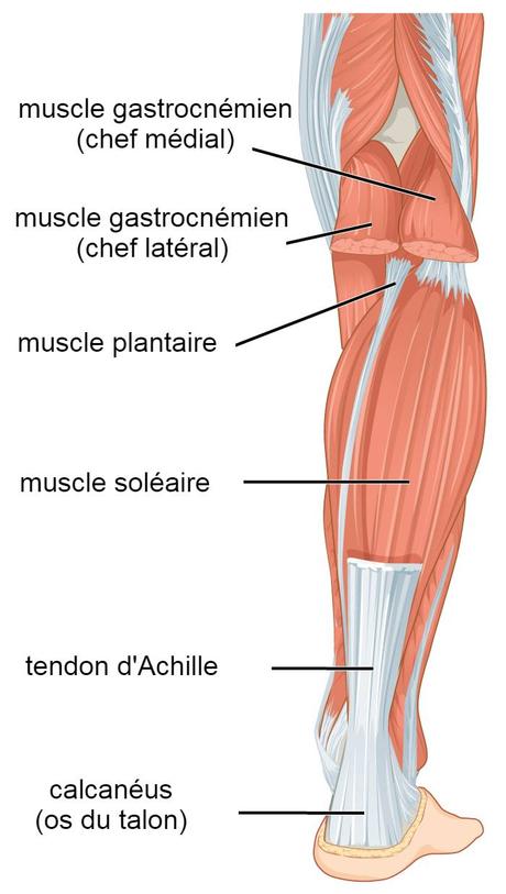 Le traitement des ruptures du tendon d’Achille