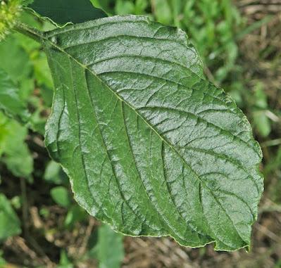Amarante réfléchie (Amaranthus retroflexus)