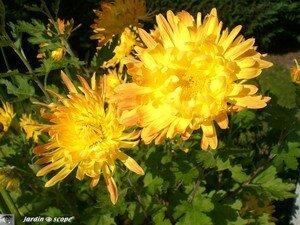 Chrysantheme_Or