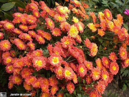 Chrysanthemum indicum orange