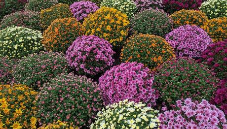 Chrysanthema 2023 Chrysanthema 2023