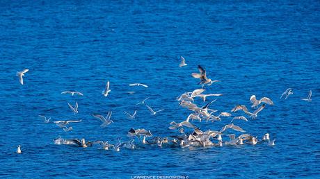 Les oiseaux au buffet…