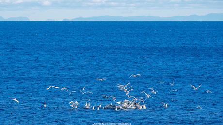Les oiseaux au buffet…