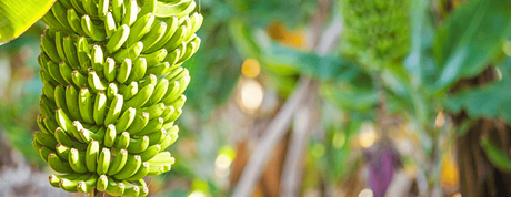 La banane : le super aliment pour la musculation banane bienfaits