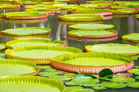 Les raisons pour lesquelles les familles expatriées choisissent l’île Maurice pour offrir une éducation de qualité à leurs enfants tout en investissant dans l’immobilier Les raisons pour lesquelles les familles expatriées choisissent l’île Maurice pour offrir une éducation de qualité à leurs enfants tout en investissant dans l’immobilier