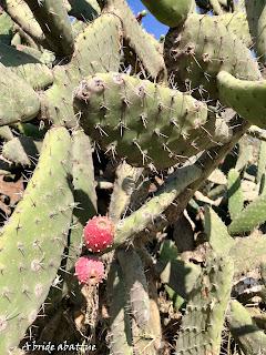 Lancement de la 9ème édition du festival festival ¡Qué Gusto! consacré à l’Etat d’Hidalgo