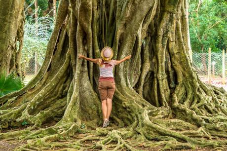 Le Guide des Musées de l’île Maurice – un Voyage à travers l’Histoire Le Guide des Musées de l’île Maurice – un Voyage à travers l’Histoire