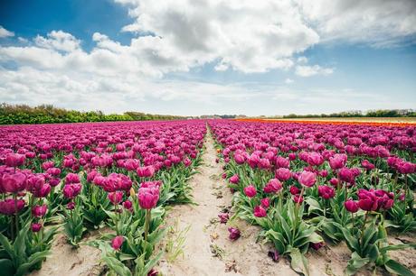 Floraison Époustouflante de Tulipes en 2023