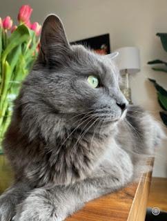 Spooky (2017-2023) Spooky (2017-2023)