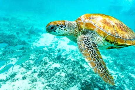 L’île Maurice – une Destination Clé pour le Tourisme Durable