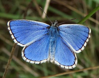 Argus bleu-céleste (Lysandra bellargus)