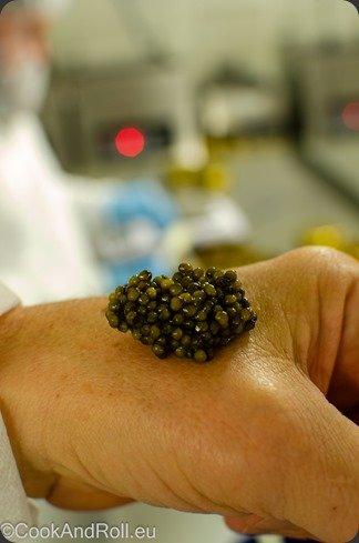 Caviar - Caspian Tradition Caviar - Caspian Tradition