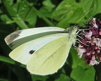 Piéride de la rave (Pieris rapae)