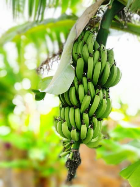 Comment Vivre le Rêve Tropique à l’Île Maurice – Un Guide pour les Belges