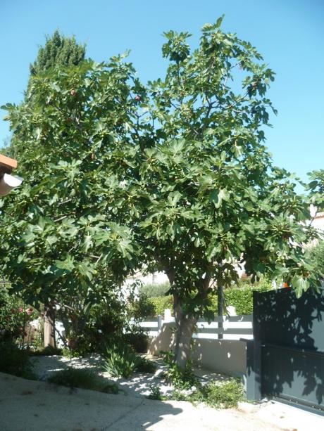 jardin,jardinage,coupe,tronçonneuse,entretien jardin