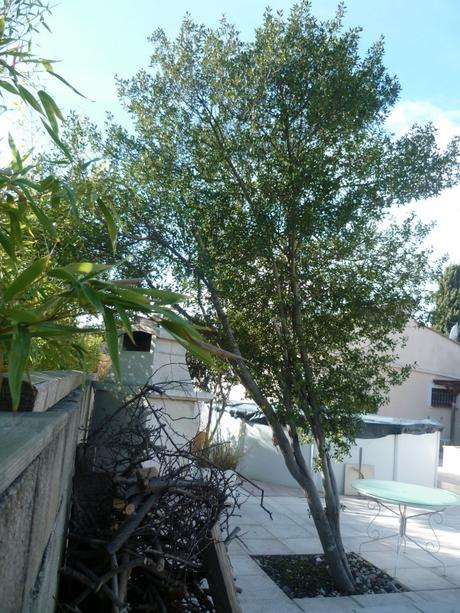 jardin,jardinage,coupe,tronçonneuse,entretien jardin