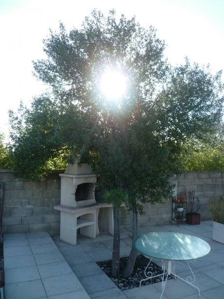 jardin,jardinage,coupe,tronçonneuse,entretien jardin