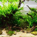 L'aquascaping consiste à recréer un paysage miniature sous l'eau, dans un aquarium