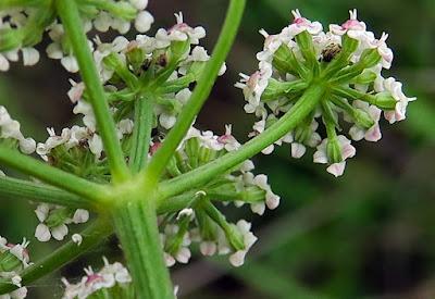 Séséli des montagnes (Seseli montanum)