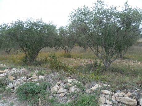 promenade,chemin,vignes,oliviers,paysages,village
