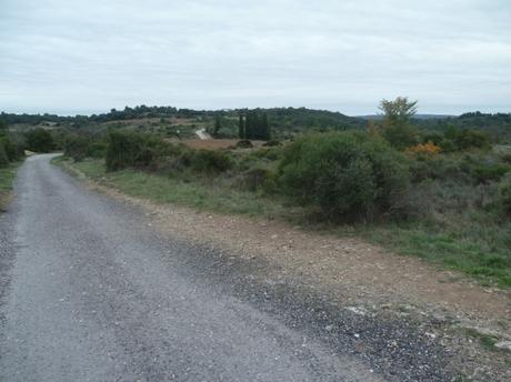 promenade,chemin,vignes,oliviers,paysages,village