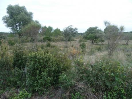 promenade,chemin,vignes,oliviers,paysages,village