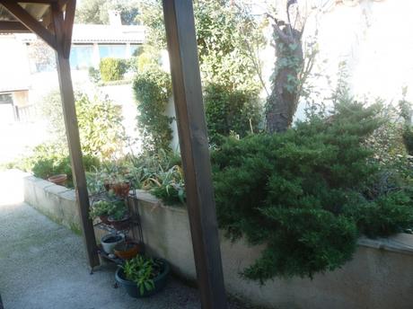 P1100715 jardin prunier 021223.JPG