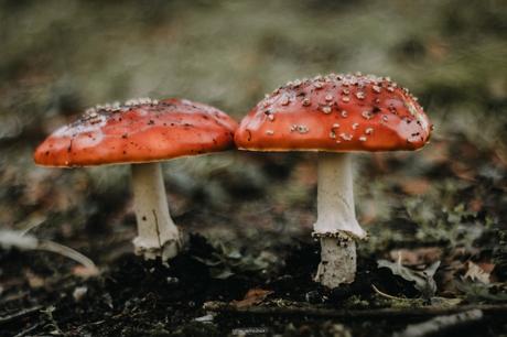 Les champignons rouge et blanc