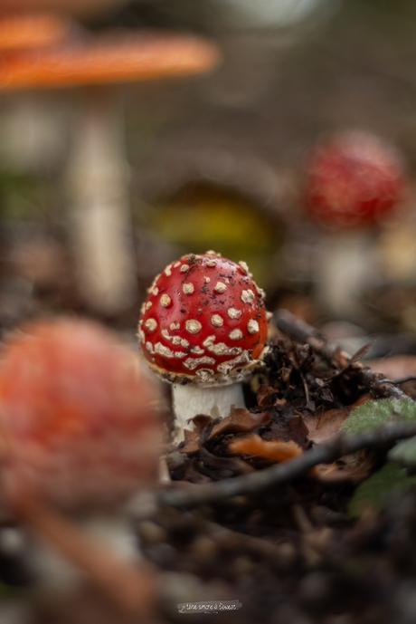 Les champignons rouge et blanc