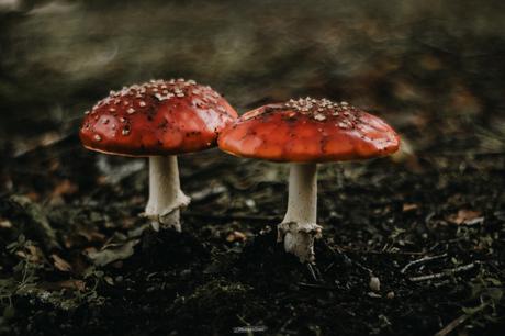 Les champignons rouge et blanc