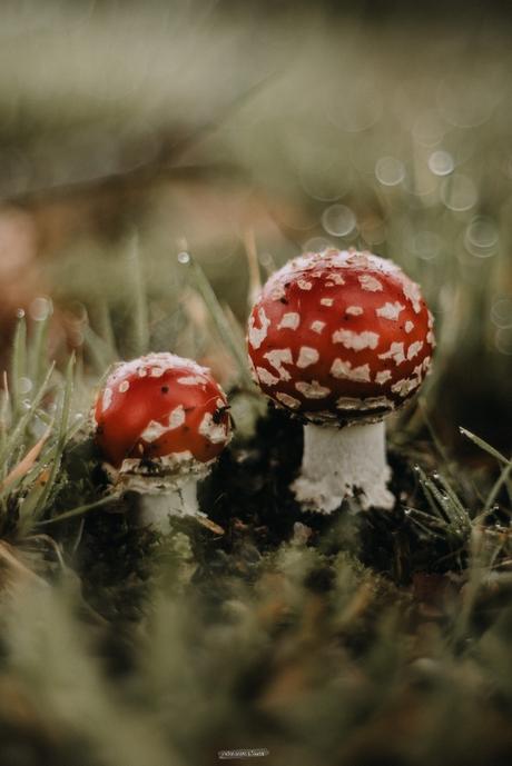 Les champignons rouge et blanc