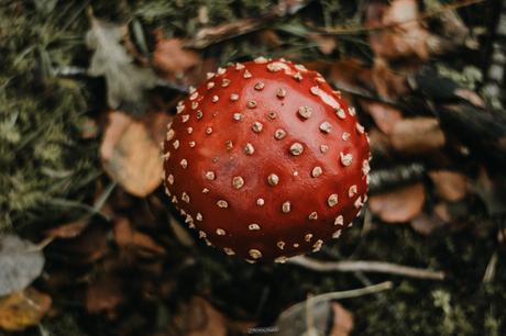 Les champignons rouge et blanc