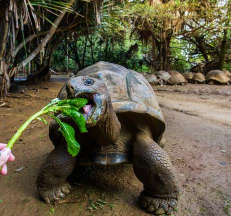 Un Saut de la Belgique à l’Île Maurice – Guide d’Expatriation