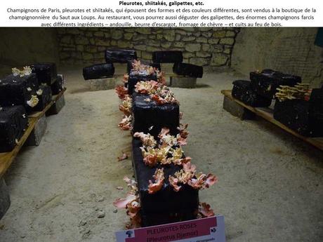 La France - Les Troglodytes d'Anjou