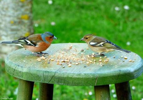 Pourquoi installer une mangeoire pour oiseaux au jardin ?