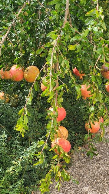Panna cotta au fromage, et graines de grenade